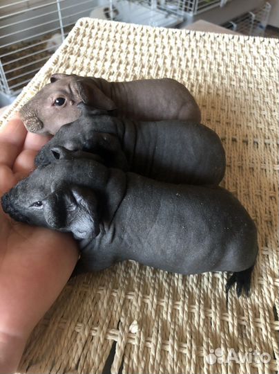 Морская свинка скинни малыши