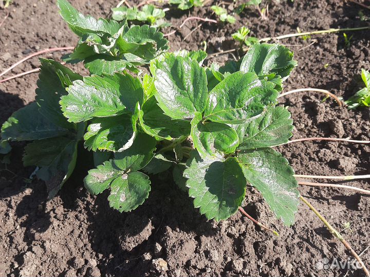 Саженцы клубники Сирия