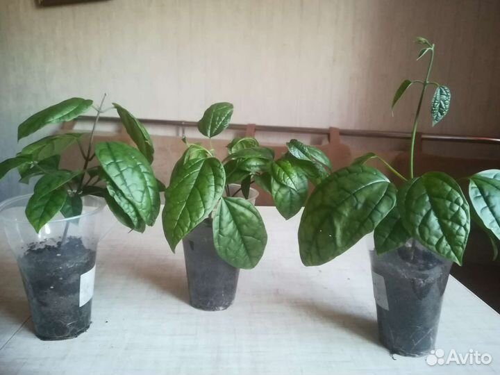 Клеродендрум Томпсон