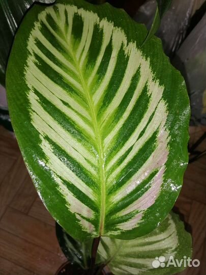 Калатея павлин