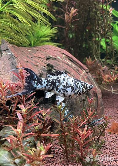 Моллинезия далматинец лирохвостая