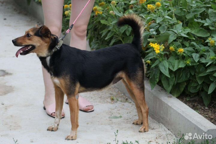 Собачка Роза в добрые руки