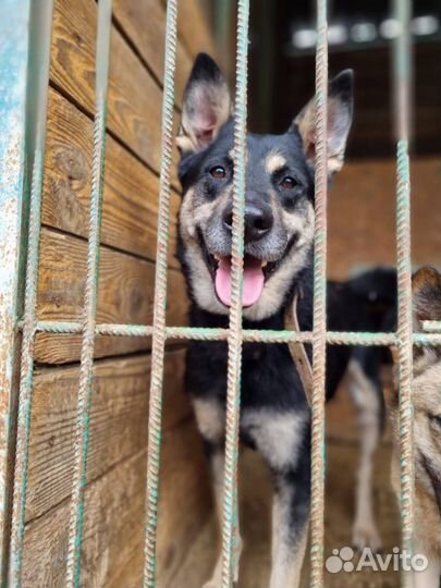 Очень ласковый пёс Макс пропадает в приюте