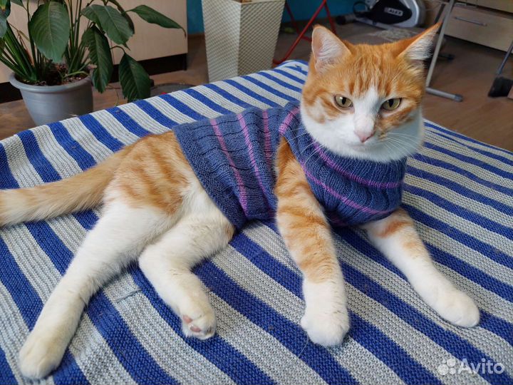 Безрукавка для котов