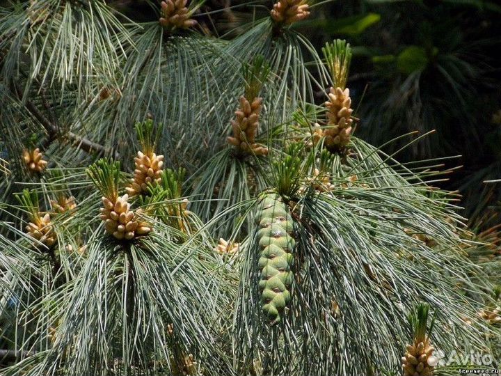 Сосна румелийская Высота от 300см
