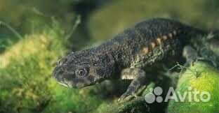 Иглистый тритон