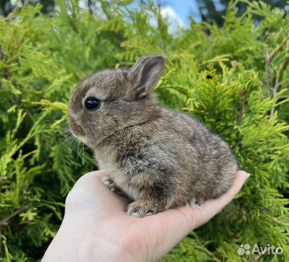 Миноры, миниатюрные декоративные крольчата