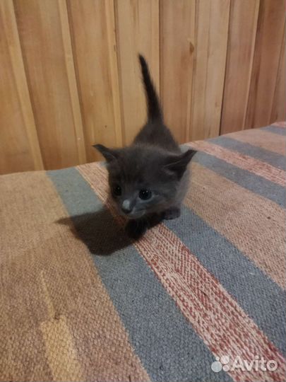 Котята бесплатно