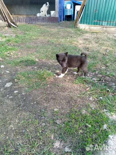 Щенки лайка