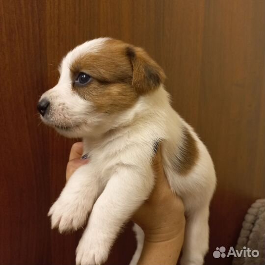 Щенки джек Рассел терьер