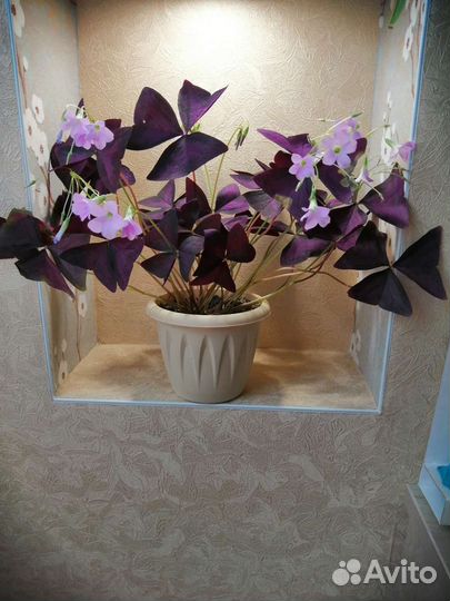 Кислица (оксалис или доброе утро)