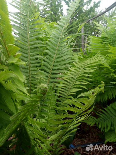 Папоротник