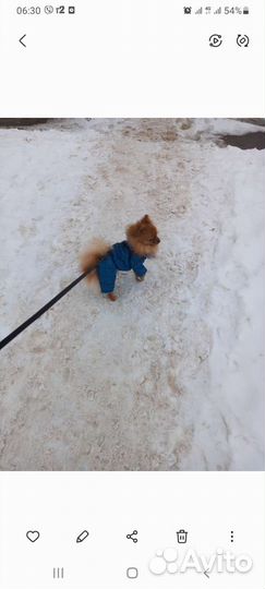 Зимний комбинезон для собак