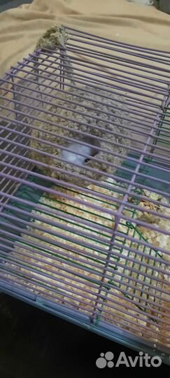 Джунгарский хомяк