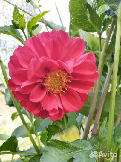 Георгины клубни