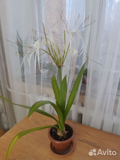 Гименокаллис