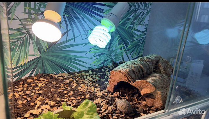 Террариум для сухопутной черепахи