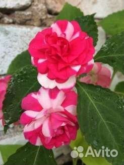 Бальзамин махровый клубника со сливками