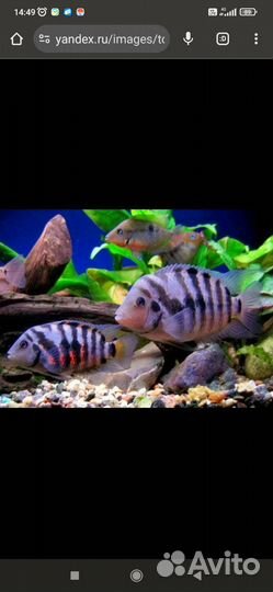 Цихлазома чернополосая и фламинго