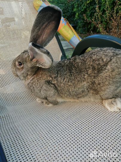 Кролы на племя Ризен 4 мес