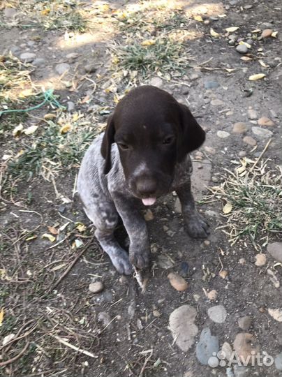 Щенки курцхаара