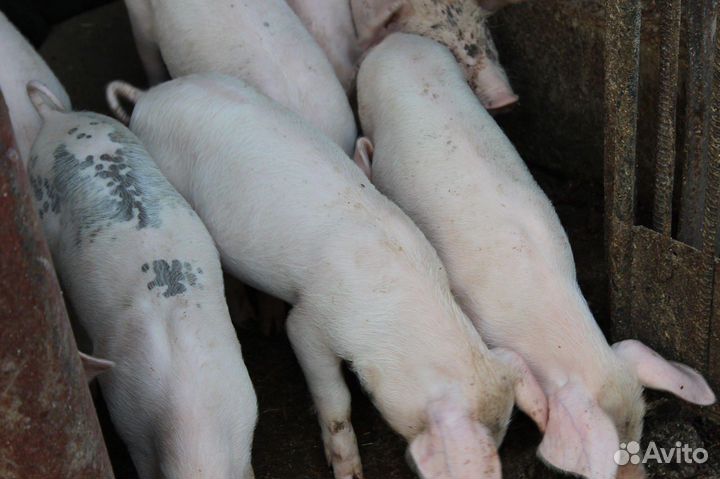 Поросята ландрас