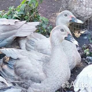 Инкубационное яйцо мускусной утки