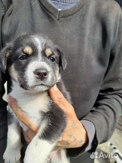 Щенки-девочки