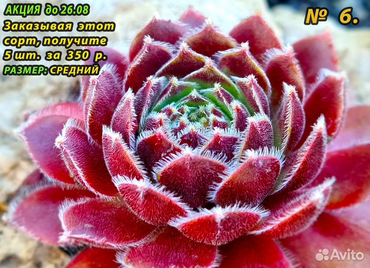 Многолетние Цветы/ Каменные розы/ Суккуленты)