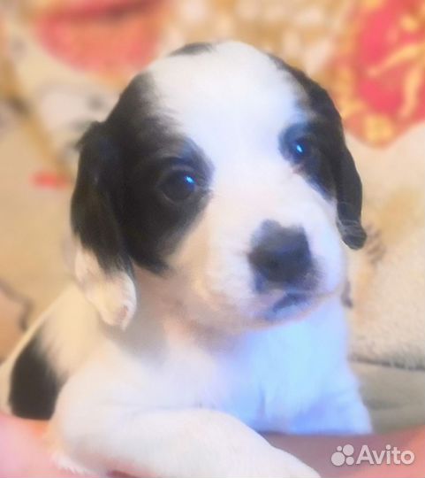 Маленькая собака