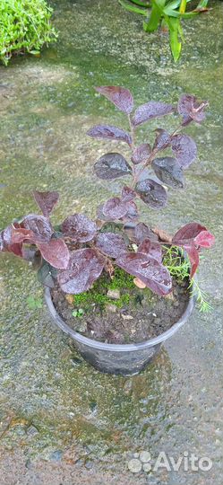 Лоропеталум