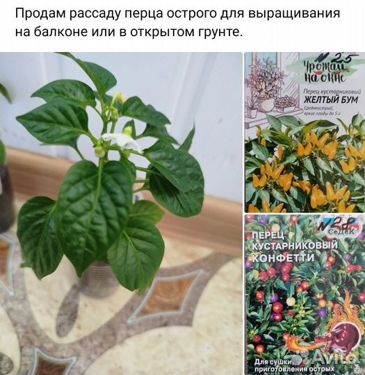 Рассада перцев