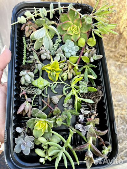 Суккуленты