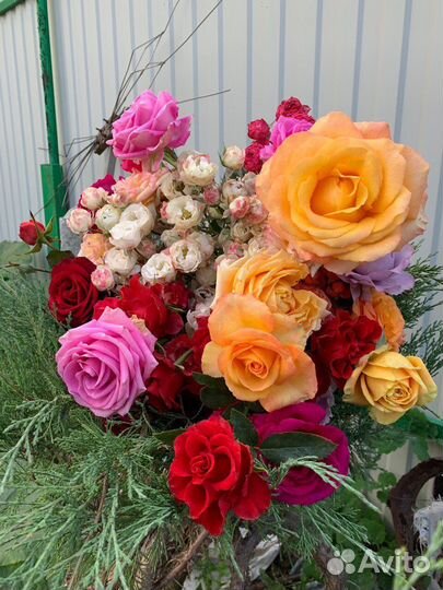 Саженцы роз