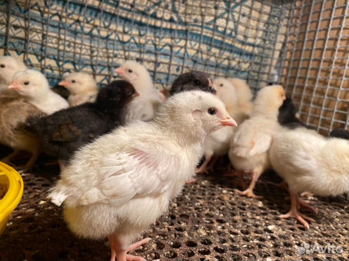 Цыплята