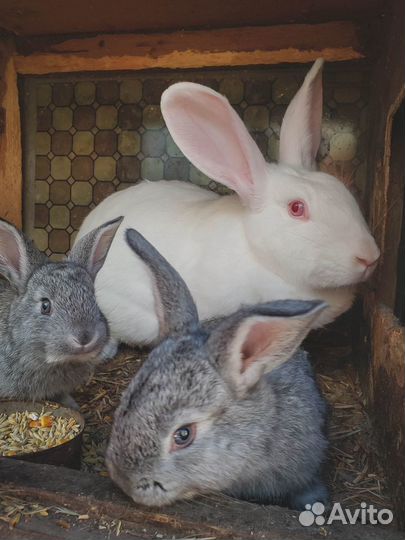 Квалифицированный ратолог