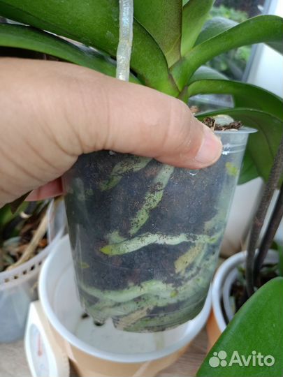 Орхидея фаленопсис