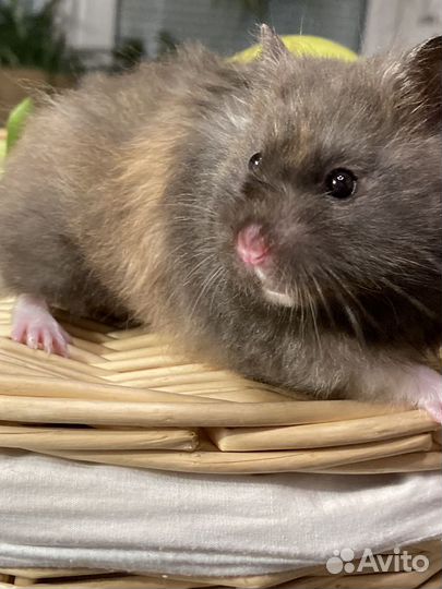 Сирийский хомяк. Крупняшка из хохо