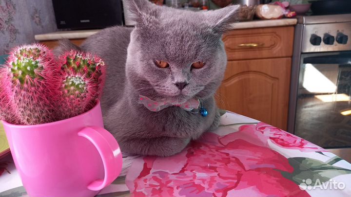 Вязка с британским котом