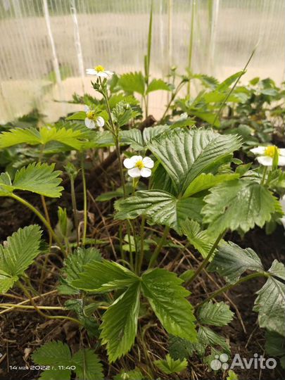 Ирис,белая земляника