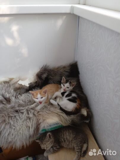 Милые котята