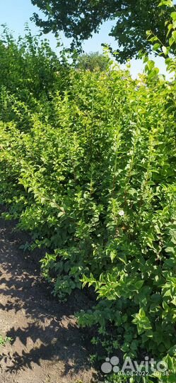 Декоративные кустарники