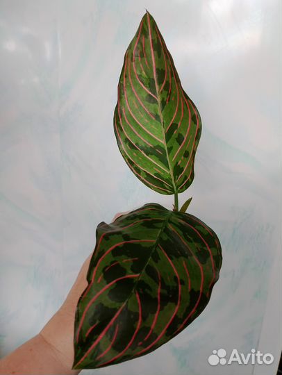 Аглаонемы детки и подростки