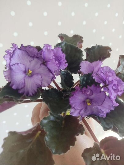 Комнатные цветы