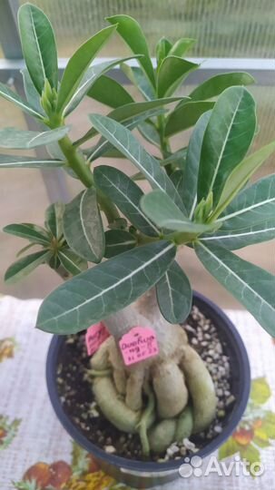 Мульти прививка Адениума на четыре сорта