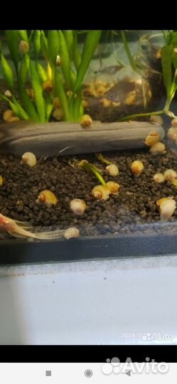 Улитки ампулярии