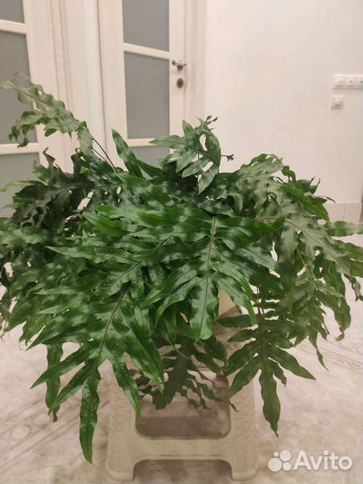 Микросорум разнолистный (папоротник)