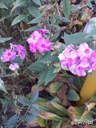 Флоксы саженцы