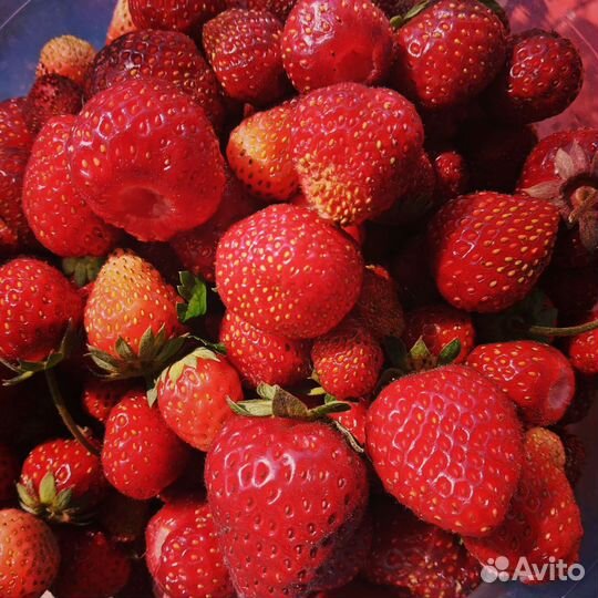 Рассада клубники ремонтантной