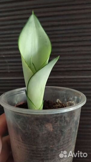 Сансевиерия сортовая